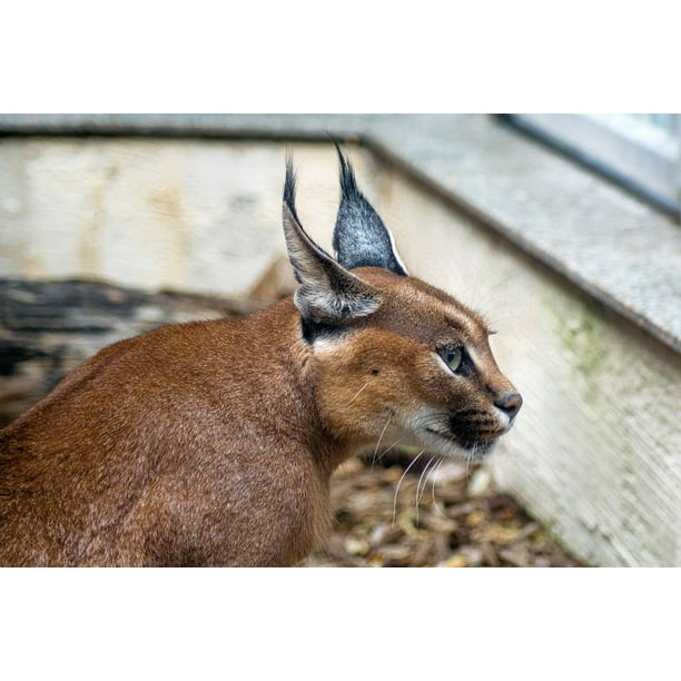 Caracal Cat Lover Lover Life is Good Caracal Cat Makes It Better Throw Pillow 16x16 Multicolor Caracal Cat Lover Lover Life is Good Caracal Cat Makes It Better Throw Pillow 16x16 Multicolor